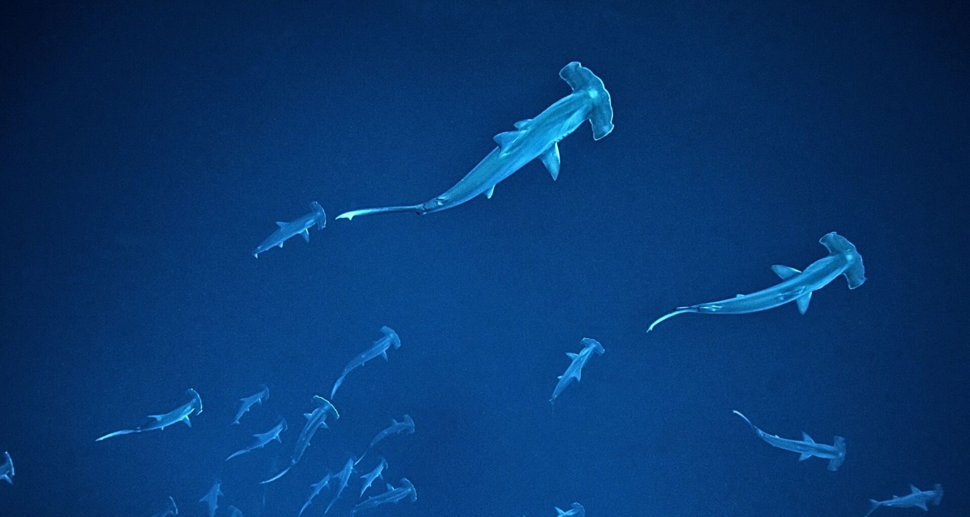 Swarms of Hammerhead Sharks Spotted Gathering Off The Coast of Australia : ScienceAlert