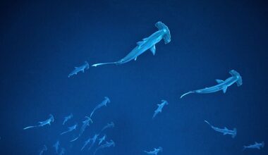 Swarms of Hammerhead Sharks Spotted Gathering Off The Coast of Australia : ScienceAlert
