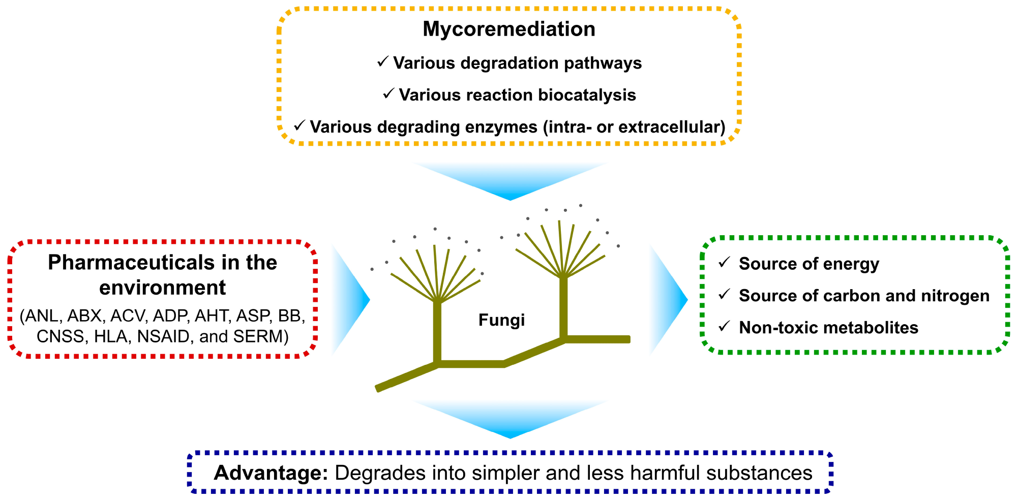 Schematic illustration of fungal mycoremediation, showing how fungi use intracellular and extracellular enzymes to degrade pharmaceutical contaminants into simpler compounds, potentially reducing their environmental toxicity. Image credit: Khan (2025). Diagram illustrating how fungi use enzymes and metabolic pathways to break down pharmaceutical pollutants into simpler compounds.