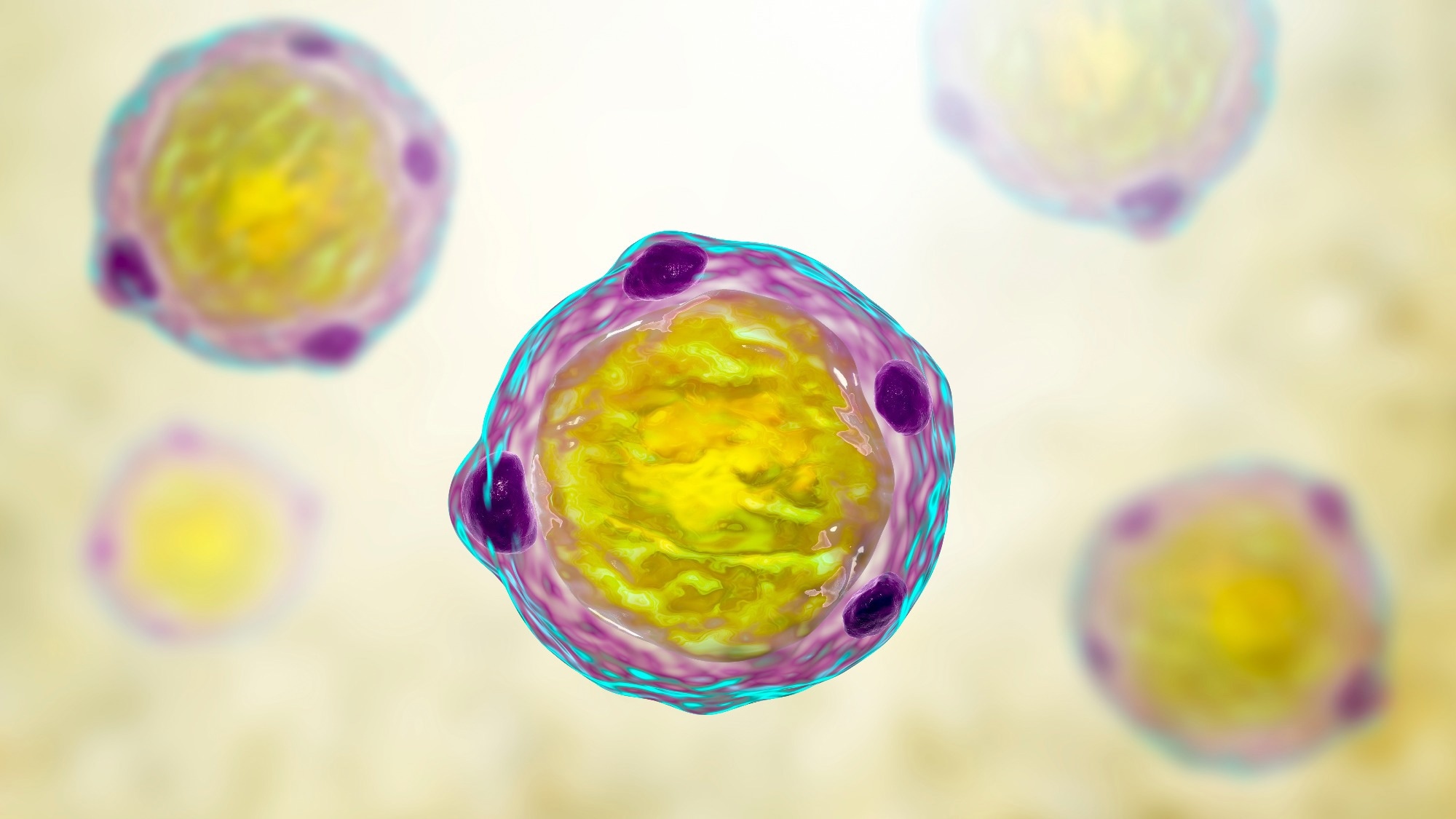 Blastocystis hominis parasite, 3D illustration. A potential causative agent of diarrheal infections in humans