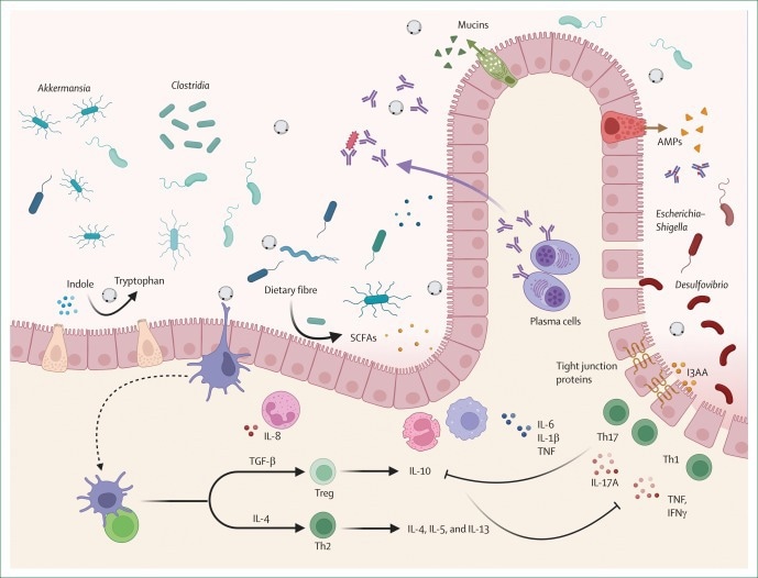 Multifaceted role of Blastocystis in gut health and inflammatory bowel disease progression. Schematic illustrating how Blastocystis may influence intestinal inflammation through interactions with gut bacteria, microbial metabolites, epithelial barrier integrity, and immune responses. Image credit: Deng and Tan (2025). Scientific illustration showing how Blastocystis may influence gut bacteria, intestinal barrier integrity, and inflammatory and anti-inflammatory immune responses.