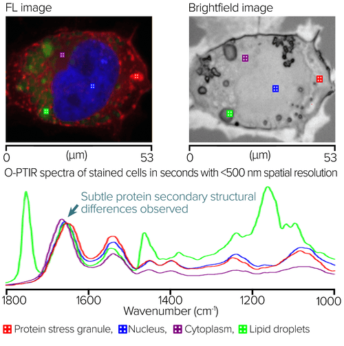 RBG overlay widefield epi-fluorescence image with red showing protein stress granules, Blue showing nucleus and Green showing lipids. Square markers show locations of O-PTIR spectral collection