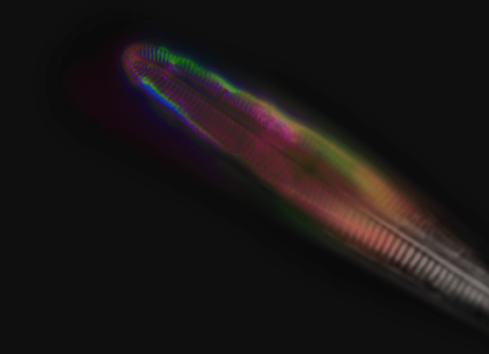 Tissue and cell imaging