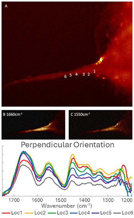 Widefield OPTIR measurements on an autofluorescent collagen fibril at different orientations. (A) Autofluorescent emission image of collagen fibril excited at 365 nm. (B-C) FL-PTIR absorption images at 1660 cm-1, 1550 cm-1,  respectively. (D) FL-PTIR spectra extracted from an IR hyperspectral image stack from the indicated regions of interest for IR radiation oriented substantially perpendicular (E) to the fibril. (Sample courtesy of Prof. K Gough, University of Manitoba).