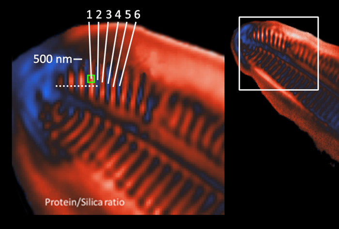 Diatom Image above: Image ratio at 1200/1072 cm-1 with a 80 cm-1 peak integration width. Green box shows size of 260 nm 2 × 2 pixel ROI used to calculate spectra below. Dashed line shows approximate location of cross-section measurements