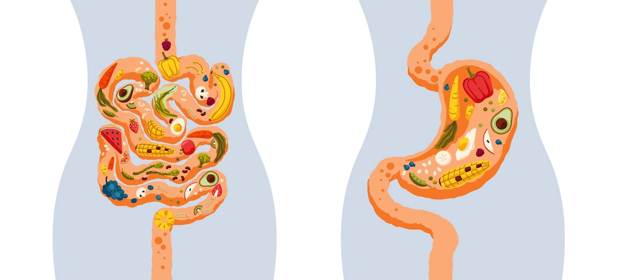 Human intestine and stomach with different healthy foods.