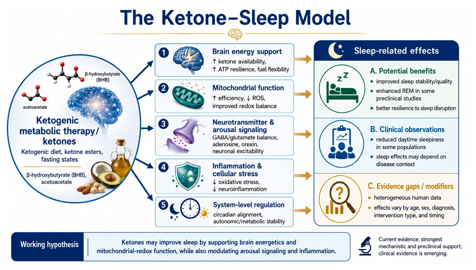 Working model for ketone–sleep interactions. The figure summarizes the proposed model in which ketone bodies influence sleep through partially overlapping effects on substrate availability, neuronal excitability, inflammatory tone, redox biology, epigenetic regulation, circadian timing, and respiratory/metabolic physiology. The figure was created with assistance from ChatGPT-5.6 (OpenAI). The authors reviewed and verified all scientific content and labels. Review: Ketones and Sleep: A Narrative Review of Mechanisms, Preclinical Models, and Human Evidence