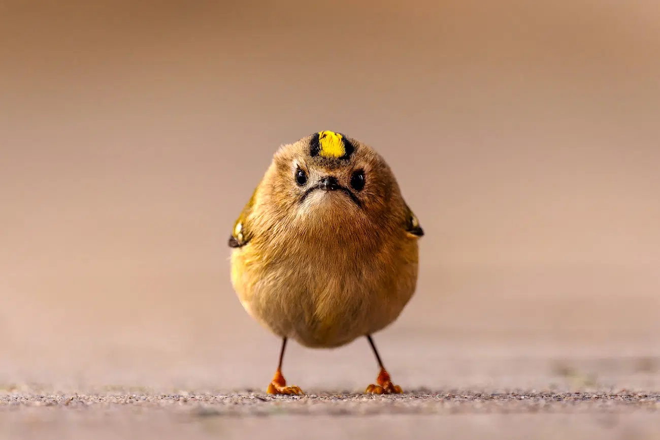 Nikon Comedy Wildlife 2026 Finalists