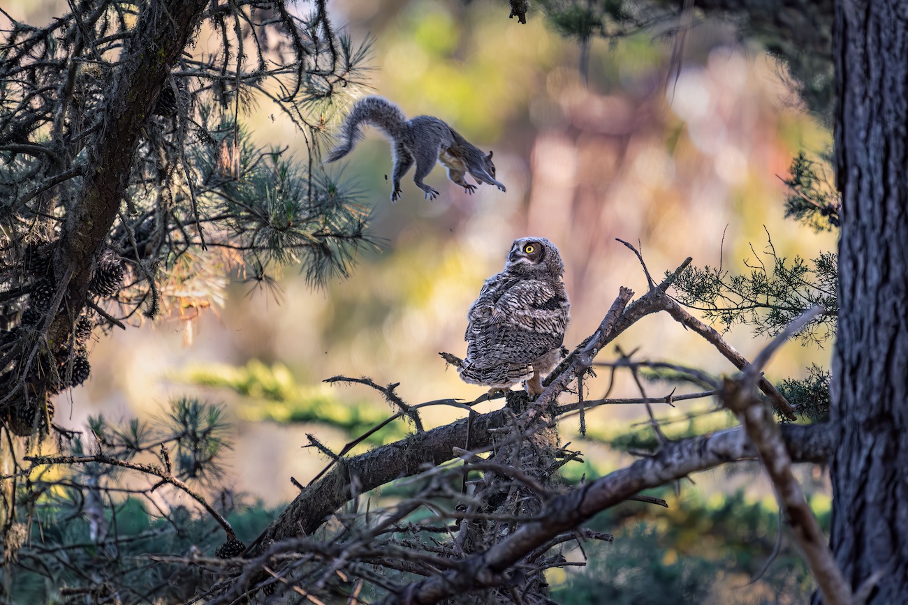 Nikon Comedy Wildlife 2026 Finalists