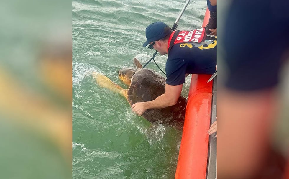 A U.S. Coast Guard Station Cortez crew freed an entangled loggerhead sea turtle Sunday about a...