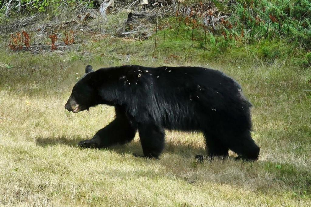 QUIZ: Watching out for bears