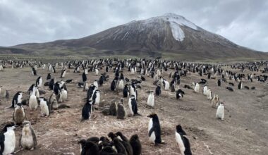 World’s largest penguin colony suffers enormous population crash