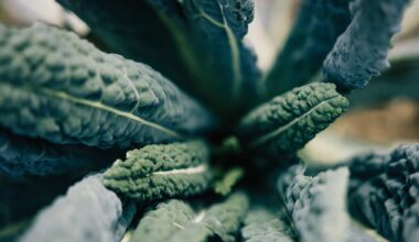 Sulforaphane supplement moves conversion before consumption