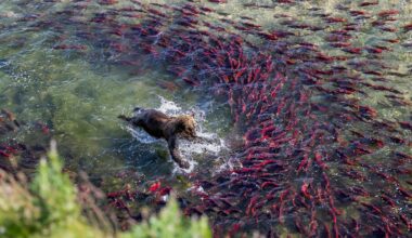 Take a Closer Look at Bears, Birds, and Blooms From Nat Geo’s Photo Editors