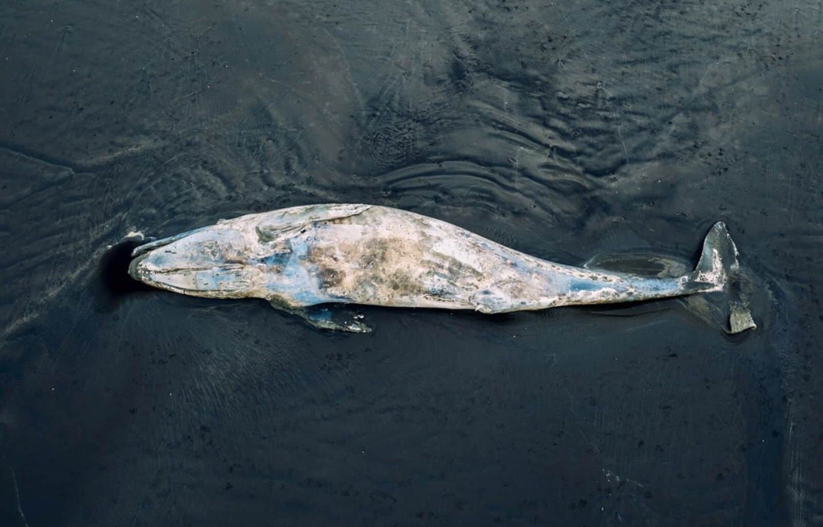 A 42-Foot Whale Carcass Washed Up On An Australian Beach, And Great White Sharks Followed