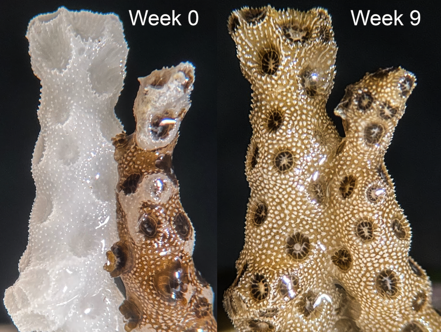 Healthy Corals Can Rescue Bleached Neighbors With Just 1 Week of Direct Contact