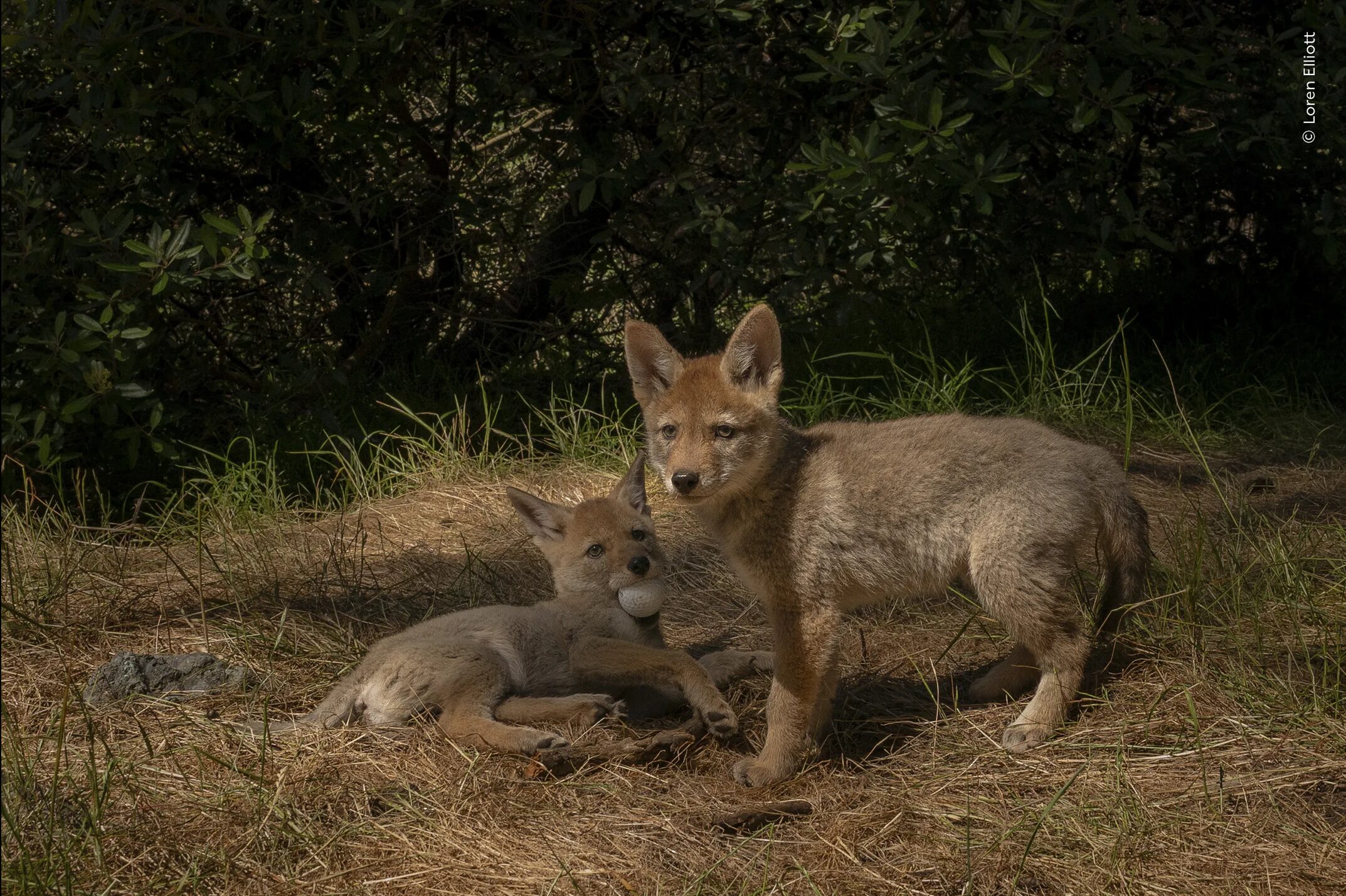 Two coyote pups, one holds a golf ball in it's mouth