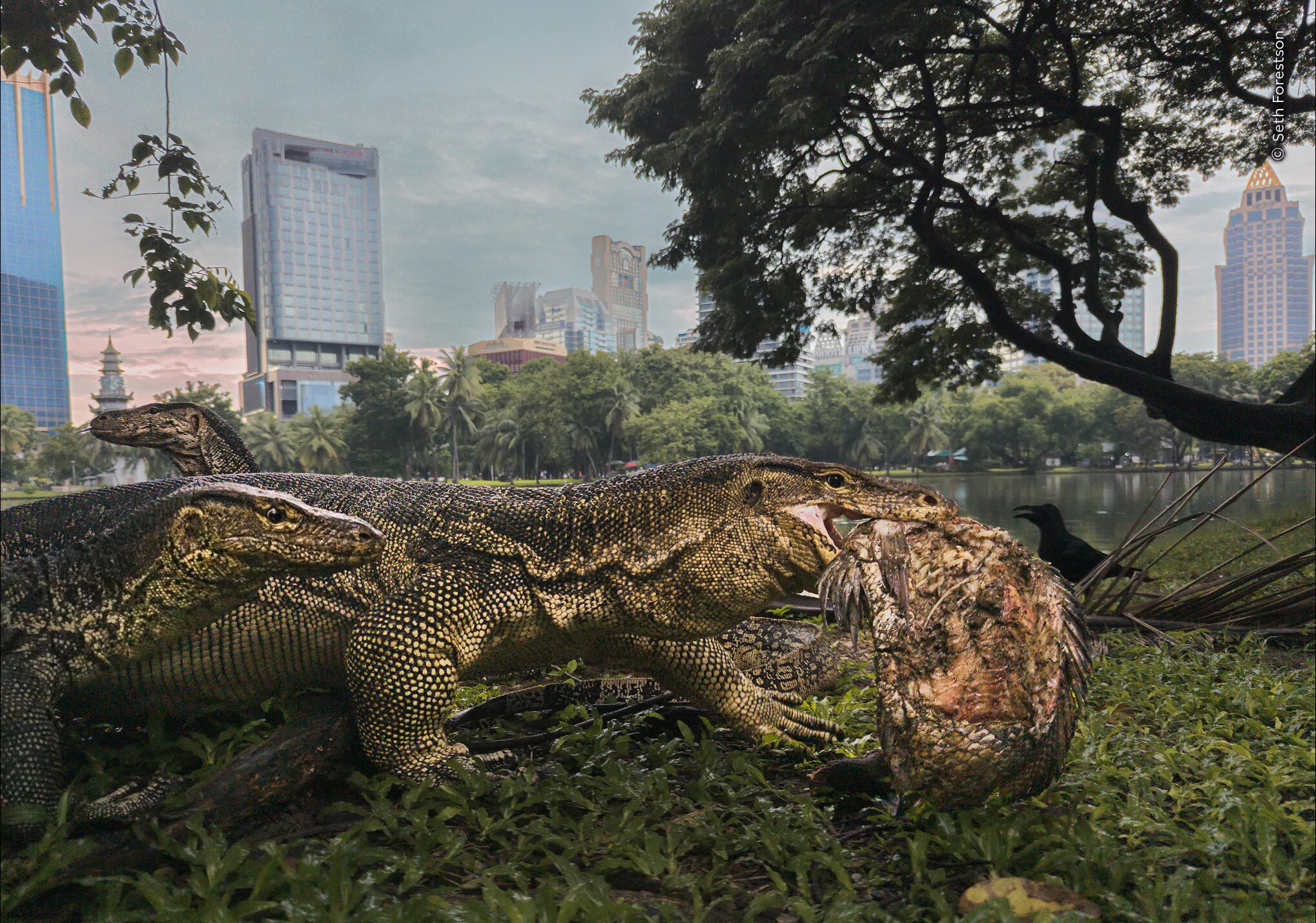 a water monitor carrying a fish in its mouth