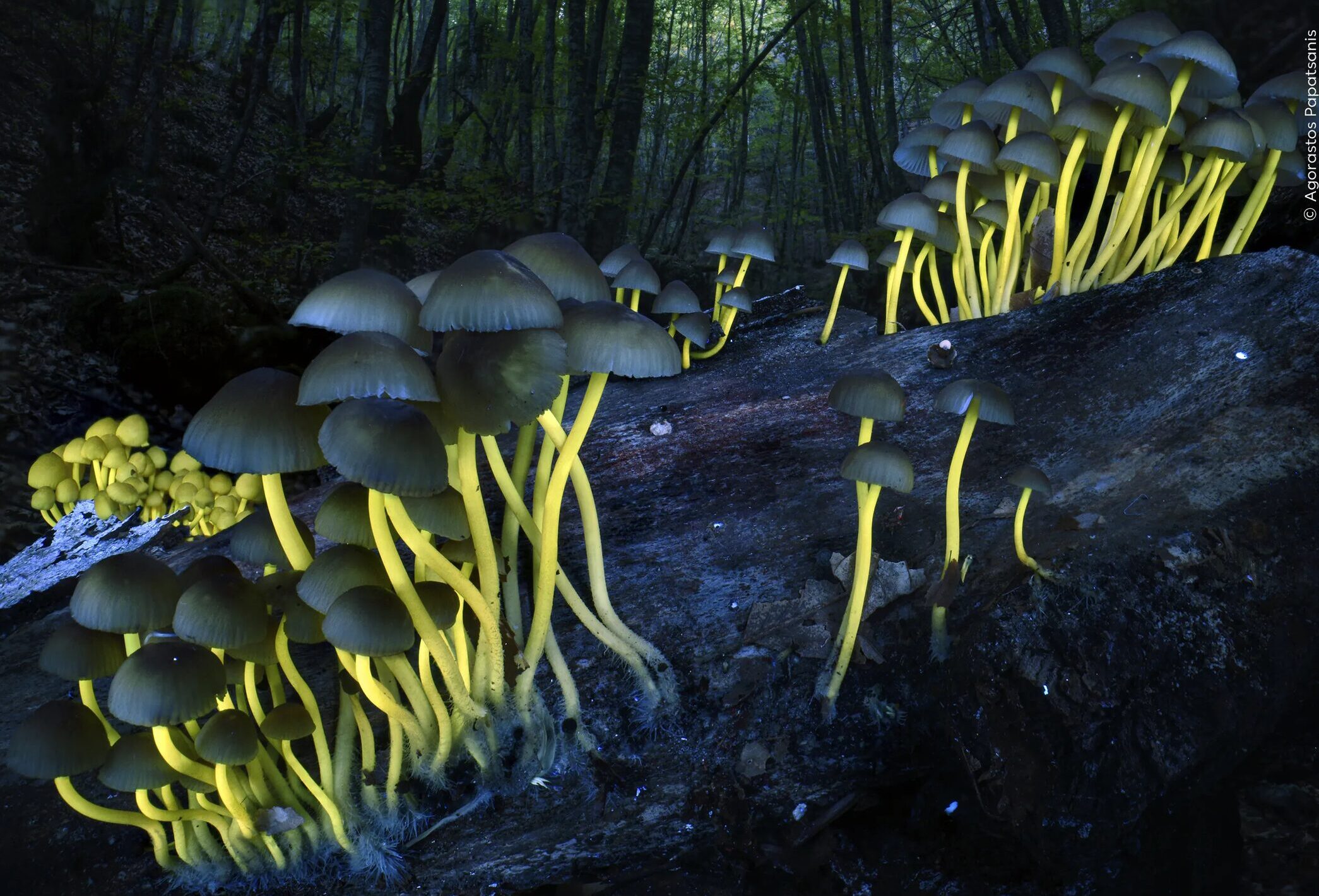 mushrooms with glowing yellow stems growing from a rotten log