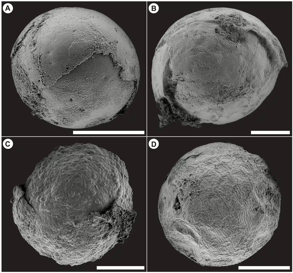 Small Embryo Like Fossils From The Kheseen Biota