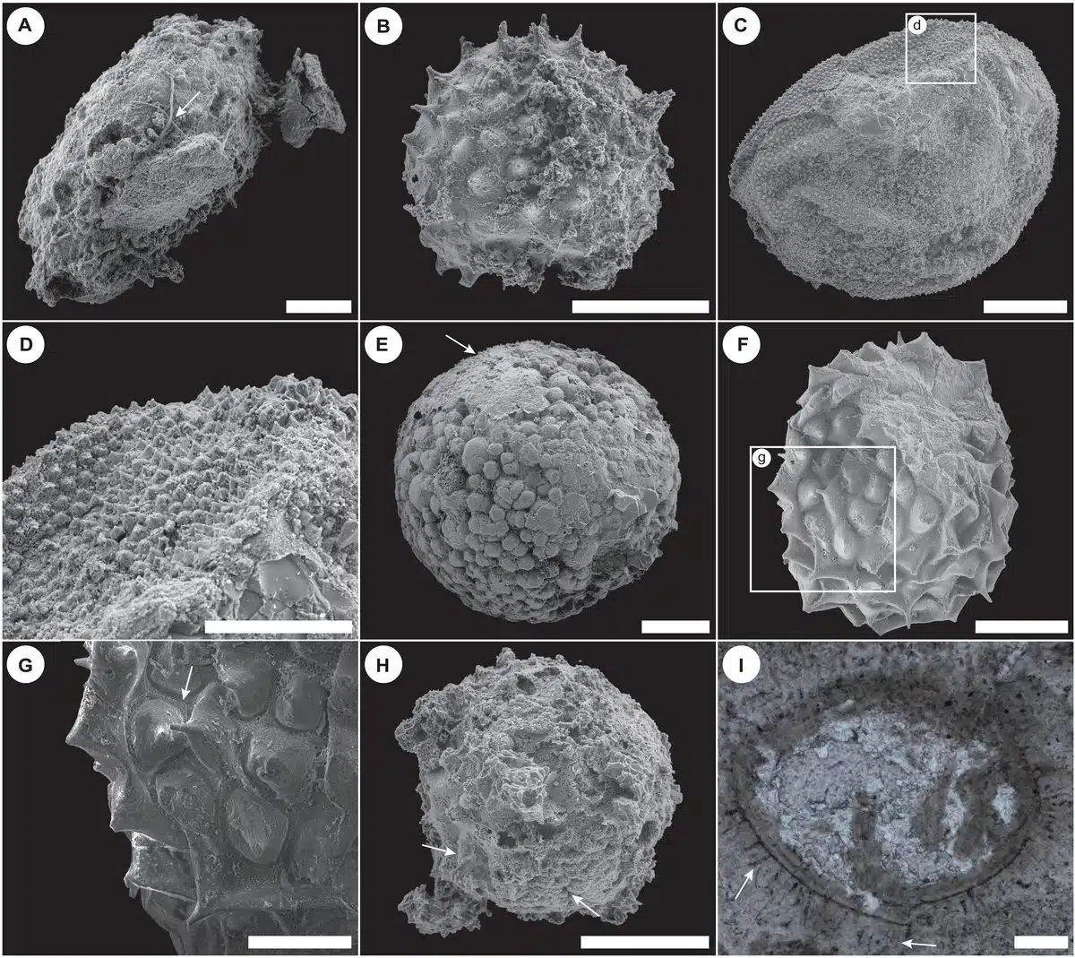 Spiny Microfossils From The Kheseen Biota