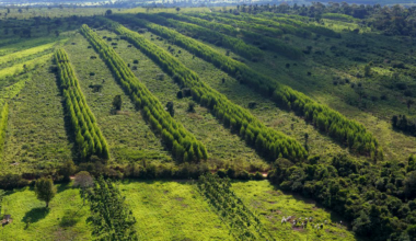 Working Trees to remove 270,000 tons of CO2 in Brazil
