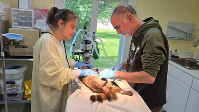 A New York couple lost two baby raccoons after failing to find them help; they later built a wildlife rescue centre and have since helped more than 800 raccoons