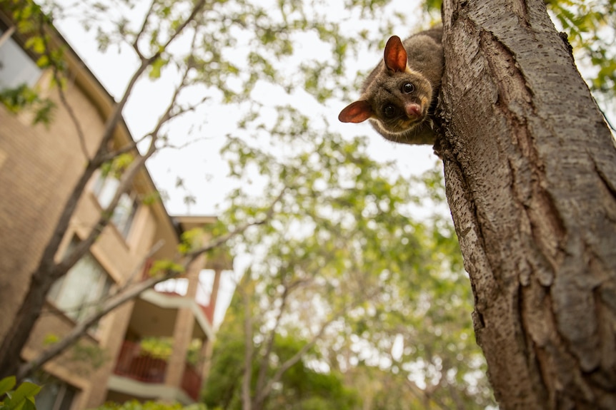 A possum running down a tree in an urban area net to some housing.