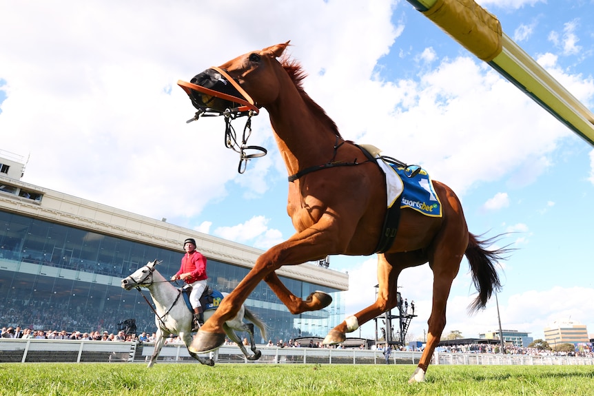 A low angle of horse Half Yours on the Caulfield track without a rider.