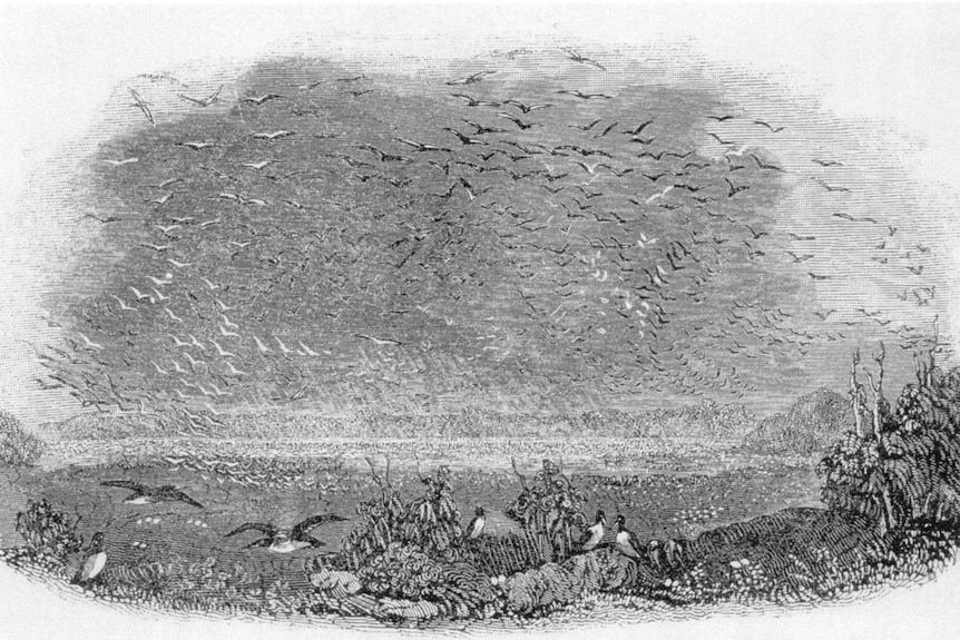 A black and white drawing of birds on land, with vast numbers flying towards an island.