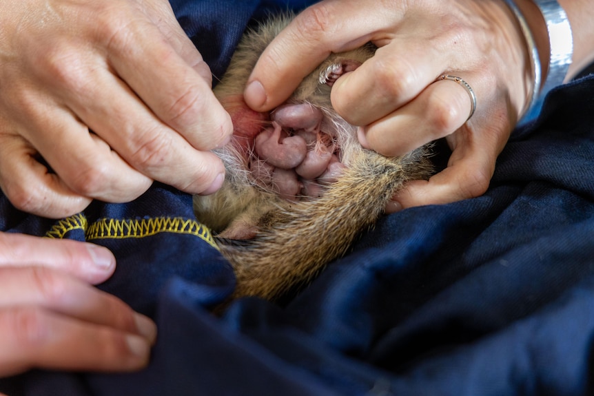 A close up of a quoll's pouch containing small joeys
