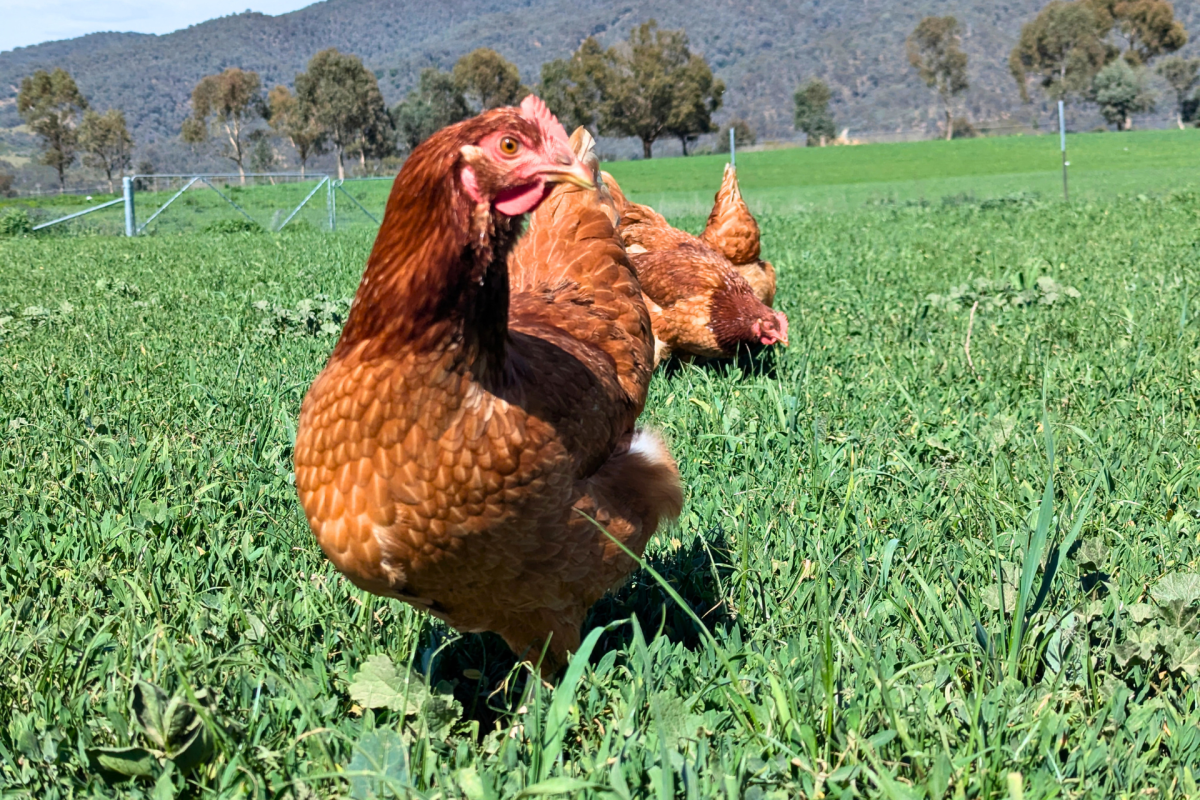 A chicken in pasture.