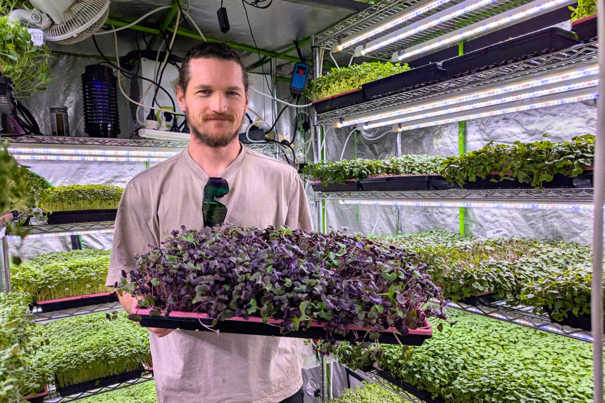 Man stands in microgreen tent.