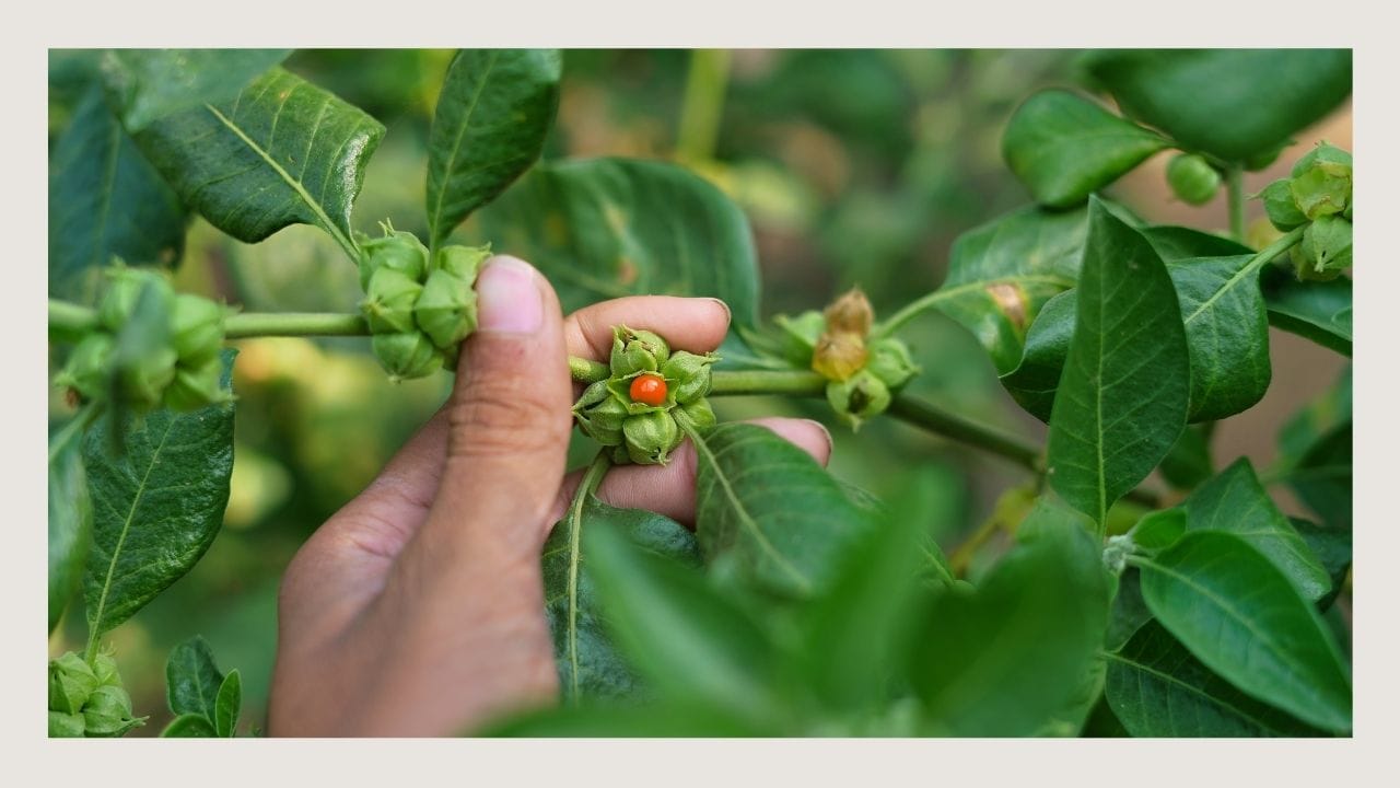 ashwagandha-leaf.jpg