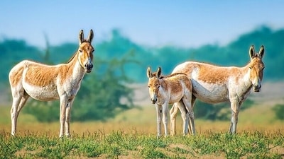 Reintroduced to the Negev from a handful of animals, the Asiatic wild ass is thriving, but not all is well. (Wikimedia Commons)