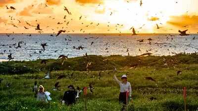 Australia funds more than $1 million to remove invasive weeds from a small island; the goal is to rebuild nesting habitat for seabirds