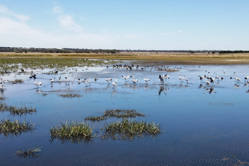 A flock of birds in a wetland area.
