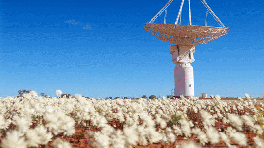 The colours are limitless as Western Australia’s wildflower season is presented in all its floral beauty in the Murchison, about 800 kilometres north-east of Perth.