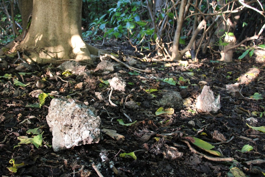 Grey and white clumps that look like rocks on the forest floor.