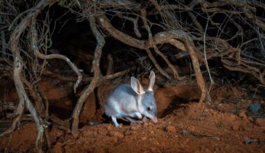 Adelaide filmmaker’s Back to the Bush follows 10 years of rare native animals returning to the wild