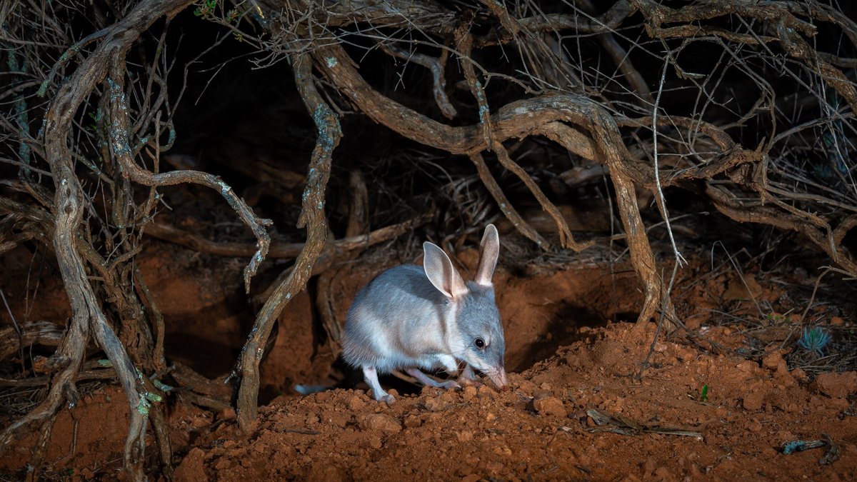 Adelaide filmmaker’s Back to the Bush follows 10 years of rare native animals returning to the wild