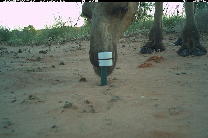 A camel sniffs at a small marker sticking out of the sand in a desert area.