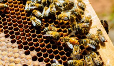 More than a sweet condo: How beehives chemically help colonies thrive