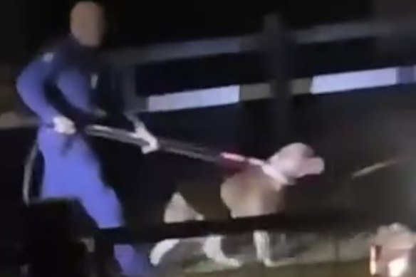 Police track down one of two dogs who mauled a man at 7th Brigade Park in Chermside on Friday night.