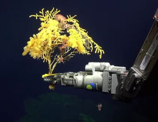 Mysterious 'Golden Tree' Coral Is So Weird, Scientists Had to Create a New Family on The Tree of Life