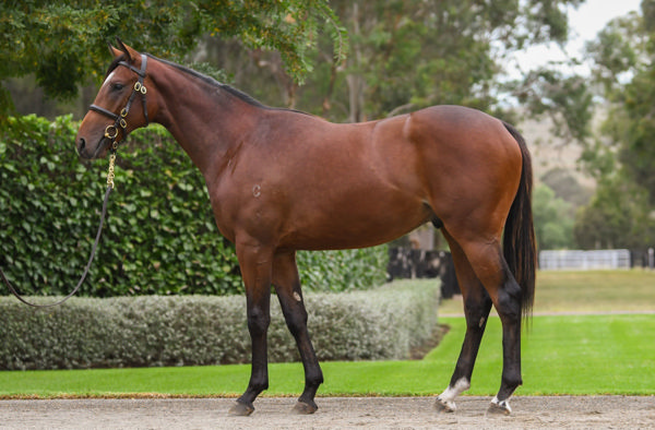 Central Europe was a $750,000 Inglis Easter purchase.