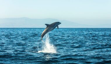 Spain, bottlenose dolphin jumping in the air