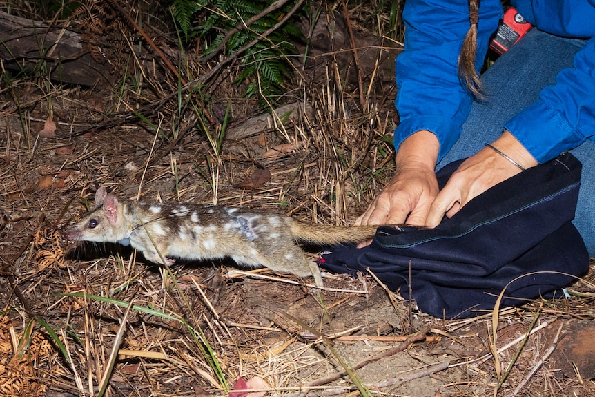 A Northern Quoll with spots is released from a bag.