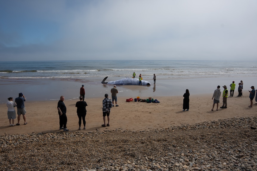 A large sperm whale stranded at Turners Beach in Tasmania