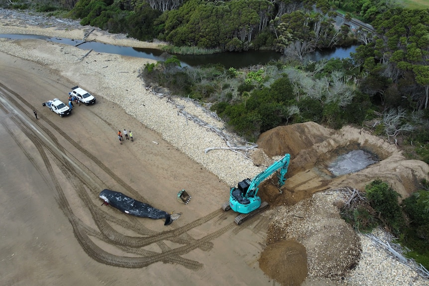 Aerial shot of cars, a dead whale and a machine digging a hole on a beach